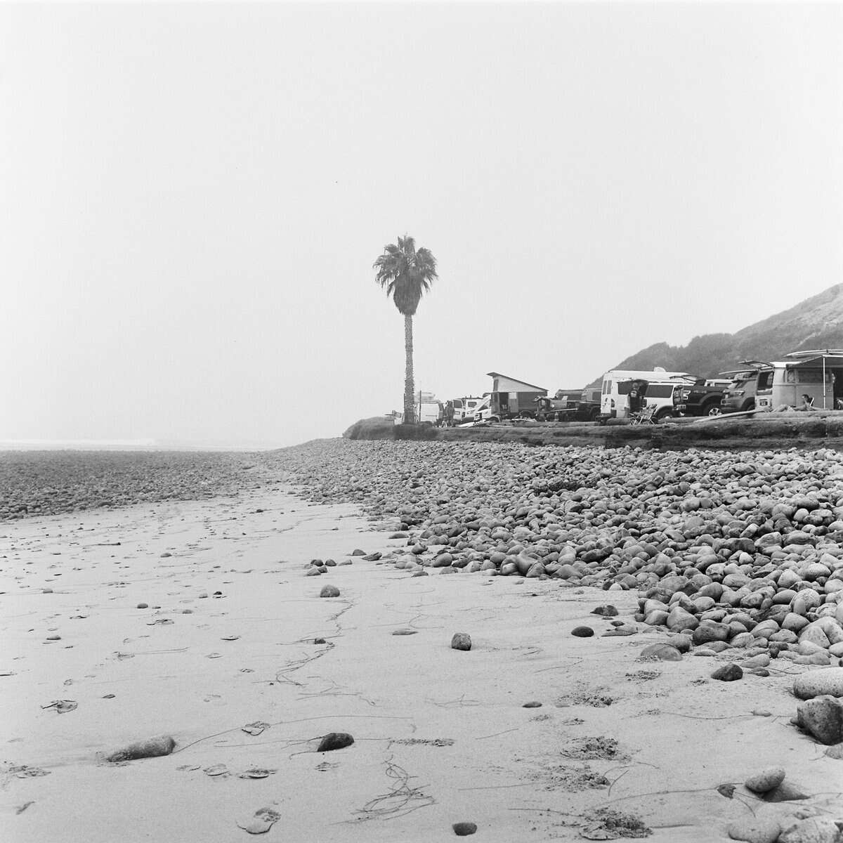 en ensam palm på en strand
